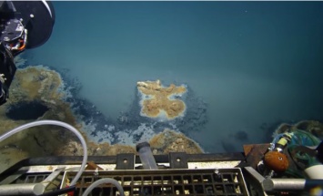В Мексиканском заливе ученые обнаружили смертоносное озеро