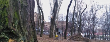 В сквере, где Кальцев собрался строить ТЦ, обрезали все деревья, - ФОТОРЕПОРТАЖ