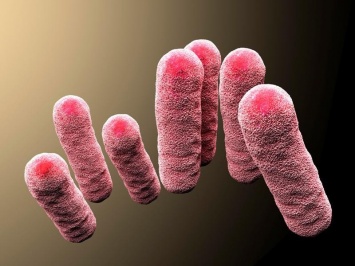 Кишечные бактерии могут стать причиной тяжелых воспалений