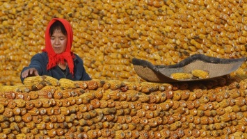 Украинская кукуруза вытесняет американскую с рынка Китая - Reuters