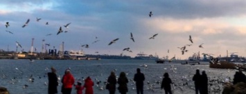 Юные экологи Черноморска провели мониторинг птиц на паромной переправе (фото, видео)