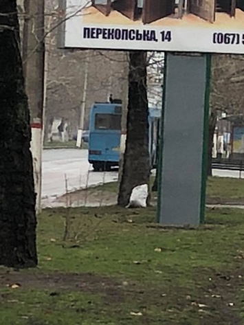 В Херсоне водитель рейсового автобуса проигнорировал красный сигнал светофора