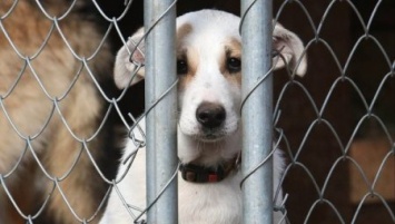 В Херсонской области расследуют гибель собаки