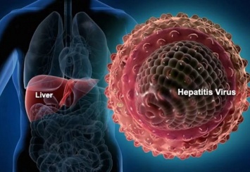 Медики: вирус гепатита Е поражает как печень, так и плаценту