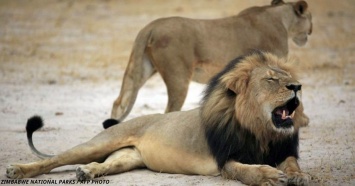Браконьер поехал в Африку охотиться на львов... И вот что они с ним сделали!