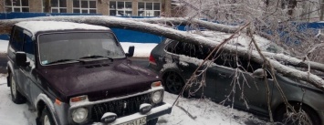 В Мариуполе дерево раздавило два автомобиля (ФОТОФАКТ)