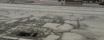 Проблему открытой ливневки в центре Кривбасса "решили", воткнув в нее сосну (ФОТО)