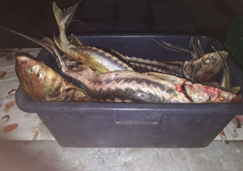 Запорожский рыбоохранный патруль зафиксировал факт продажи рыбы, занесенной в Красную книгу