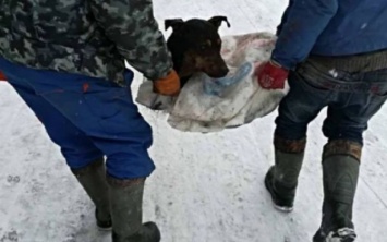 Запорожцы спасали животное, которые не могло выбраться из затопленного экскрементами подвала. ФОТО