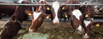 В Луганской области построят молочный комплекс на 100 голов крупного рогатого скота