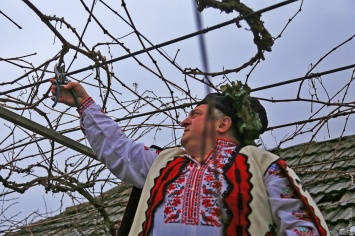 Трифон Зарезан: на юге Одесской области весело отметили праздник обрезки виноградной лозы