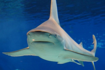 Летающая акула-бык едва не сбила с ног австралийского спортсмена