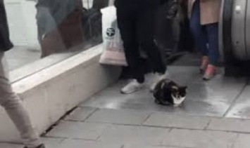 Турецкий кот уснул в центре толпы и прославился