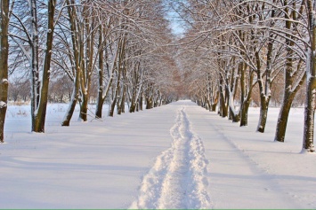 Донецк: опубликованы фото ботанического сада в снегу