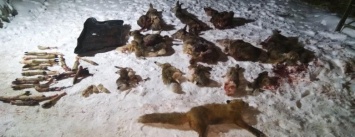 Очередной беспредел браконьеров в Черниговской области