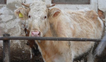 В Польше корова сбежала от скотобойни на остров посреди озера и не подпускает к себе людей