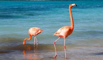 Работа мечты - жить на Багамах с фламинго