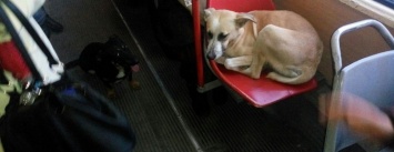 Собака-путешественница ездит в одесском общественном транспорте: ей даже уступают место (ФОТО)