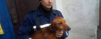 В Терновке спасатели вытащили застрявшую между домами собаку