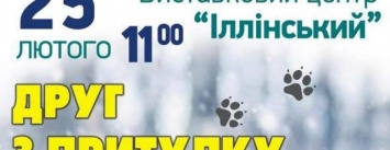 Сумчан призывают брать собак из приюта