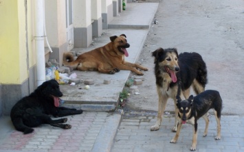 В Херсоне за прошлую неделю стерилизовали два десятка бродячих собак