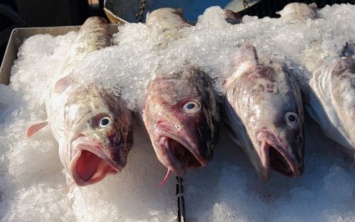 Рыба вне закона: в Днепре торгуют рыбой без документов