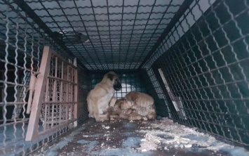 Фотофакт: Зоозащитники с боем отбивали животных, которых везли на смерть