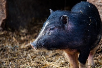 Alibaba разработала искусственный интеллект для управления свиными фермами