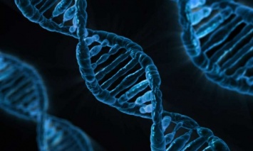 Обнаружены 15 новых генов, отвечающих за черты лица