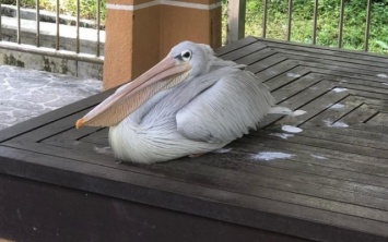 Курьезы: На запорожанку напал пеликан. ФОТО