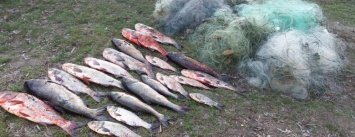 В Херсоне браконьеры выловили рыбы на почти 5 тысяч гривен