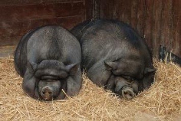 В Николаевской области вьетнамские свиньи съели 80-летнего пенсионера