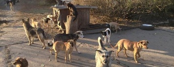 Инцидент между бердянскими защитниками собак и харьковскими собаколовами вышел за рамки города