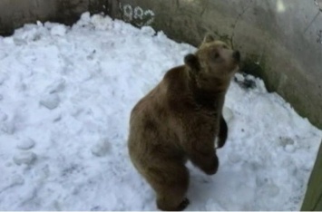 Медвежий прогноз: черниговские "синоптики" весну обещают не скоро