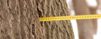 Деревья на Валу. Зеленбуд планирует сносить, активисты - лечить