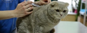 В Кременчугском районе кот погиб от смертельной инфекции. Ветеринары призывают вакцинировать животных