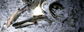 Под Мариуполем задержали браконьеров (ФОТО)