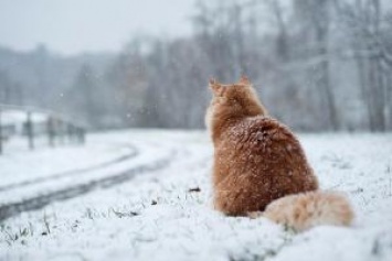 Украинцев ожидают морозы и снегопады: подробности