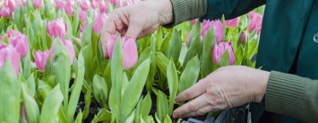 Цветочный рай: в киевской оранжереи зацвели десятки тысяч тюльпанов