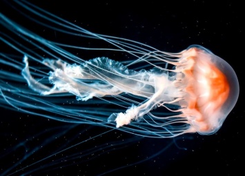 Как ген медузы помогает лечить болезни мозга