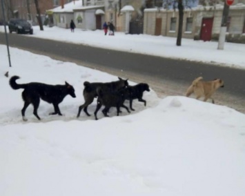 Николаевцы жалуются на большие стаи собак по всему городу