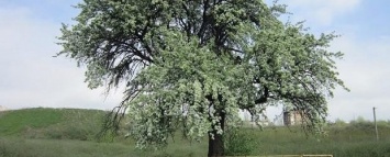 В центре Запорожья под угрозой оказалось дерево, которому 200 лет (ФОТО)