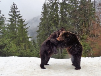 Появились фото бурых медведей, которые резвятся, как дети, в ожидании прихода весны