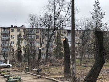 В Николаеве вновь жалуются на обрезку деревьев: «Руки бы поотрезать этим санитарам»
