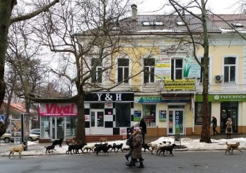 «Лицо города» - на главной улице Николаева разгуливает стая из 16 бездомных собак