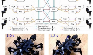 Предложена новая методика построения паттернов движения у роботов