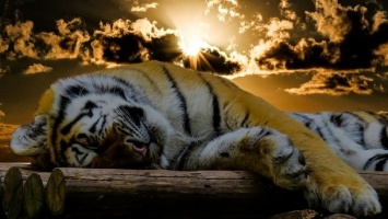 Аборигены Индонезии убили тигра-оборотня
