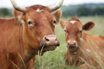 "Мы не сможем спасти животноводство без серьезной государственной поддержки", - депутат облсовета