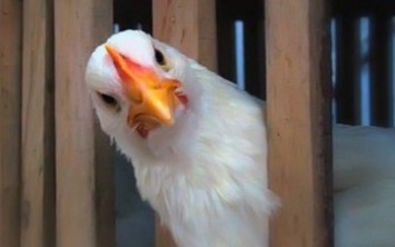 МХП заинтересован в поглощении французского производителя курятины Doux