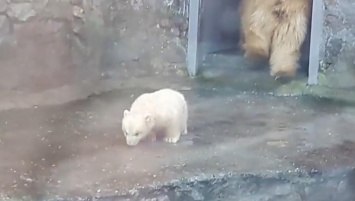 В Николаевском зоопарке белый медвежонок впервые показался посетителям